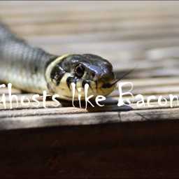 Ghosts like Bacon PART 17: The Ghost Snake