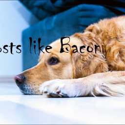 Ghosts like Bacon PART 9: Luna and the Tuna