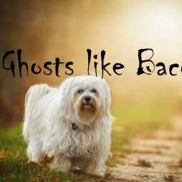 Ghosts like Bacon PART 3: Ghost Dog