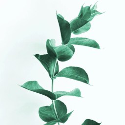 The Djinn, the Goblin and the Healer.