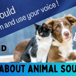 All about animal souls